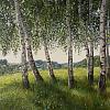 Березки у с.Горы